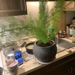 Beautiful Asparagus Sprengeri Fern